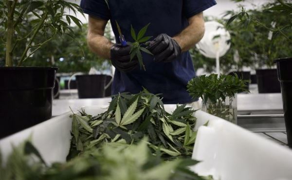 Учёные опровергли, что легализация марихуаны снижает количество преступлений